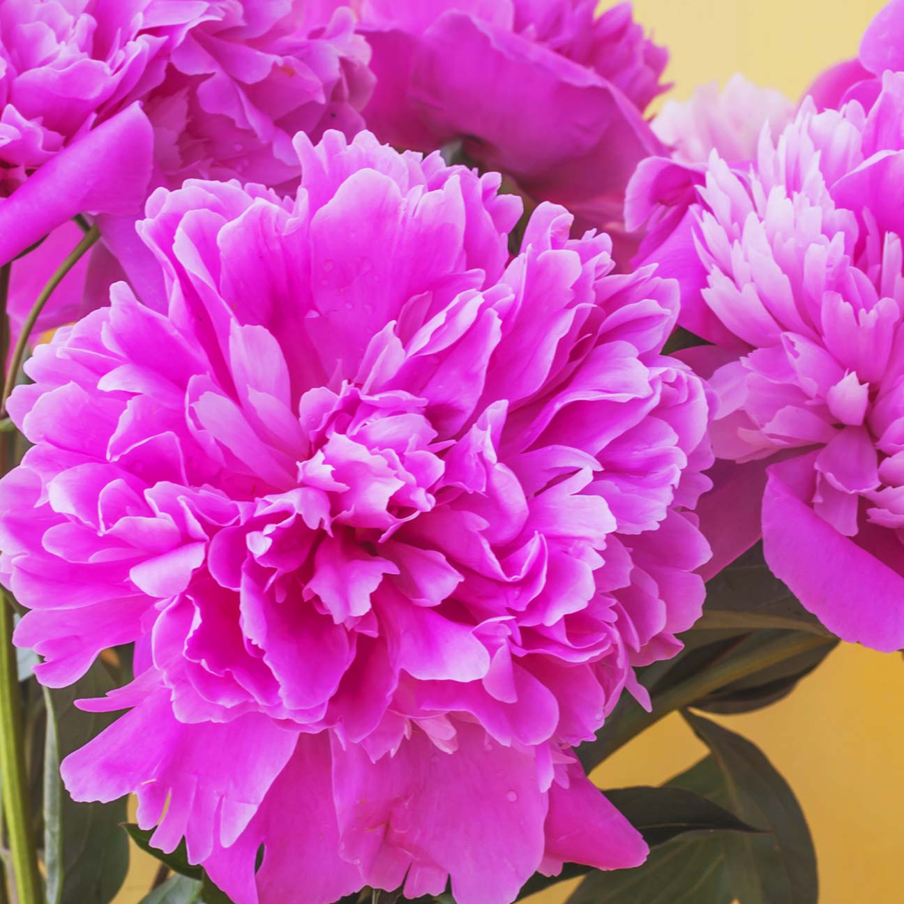 PEONY ALLEY's thumbnail image